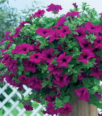 Сурфиния Гигант пурпле